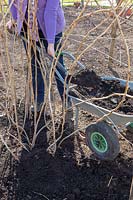 Mulching raspberry canes with compost in spring, March