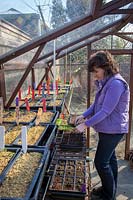 Pricking out seedlings into module trays on bench in greenhouse, March