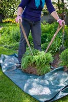 Dividing a perennial, Achillea using back to back fork method. Separating clumps, April.