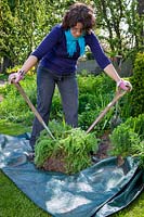 Dividing a perennial, Achillea using back to back fork method. Separating clumps, April
