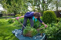 Dividing a perennial, Achillea, using back to back fork method. Separating clumps, April