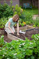 Planting out young sweetcorn plants in square blocks, May