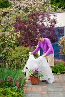 Protecting a container of tender plants from late frosts with horticultural  fleece
