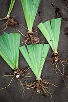 Lifting and dividing an iris in late summer - Divisions with trimmed leaves laid out ready to replant