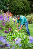 Cutting back perennials in a border after flowering, August