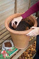 Planting lily bulbs in a terracotta pot- Lilium 'Scarlet Delight', October 