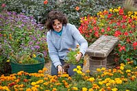 Pulling up summer bedding - Marigolds at the end of season, October