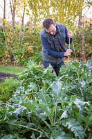 Staking Brassica oleracea - Brussel sprouts in vegetable garden with cane, November 