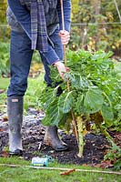 Staking Brassica oleracea - Brussel sprouts in vegetable garden with a cane, November 