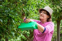 Putting up a codling moth trap in an apple tree