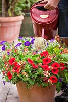 Watering pots of annuals - Diascia and Petunias on patio using a watering can, July 
