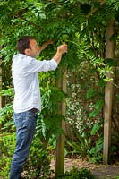 Summer pruning a Wisteria - removing long, green shoots after flowering to encourage formation of flower buds, July