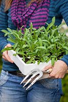 Carrying tray of spring bedding plants ready to plant out - Wallflowers, Erysimum