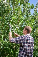 Pruning a Plum tree using long handled loppers, September