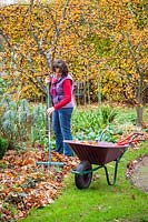 Clearing autumn leaves from a flower bed, November