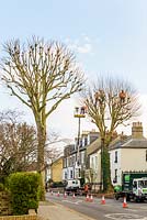 Platanus x hispanica - London plane. Street trees being re-pollarded to restrict their size. Cambridge. Winter.