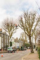 Platanus x hispanica - London plane tree. Street trees being re-pollarded to restrict their size. Cambridge. Winter.