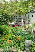 Small town garden in spring. Raised beds constructed from reclaimed materials, ornamental garden shed, lily flowered tulips. April.