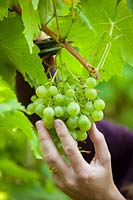 Picking grapes - Vitis vinifera