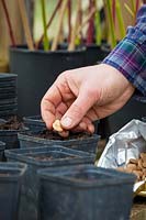 Sowing Broad beans into individual pots in a greenhouse