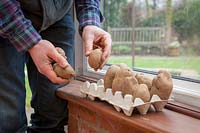 Chitting Potatoes. Placing in an eggbox on an indoor windowsill.