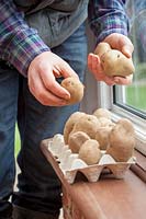 Chitting Potatoes. Placing in an eggbox on an indoor windowsill.