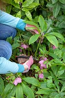 Cutting back Hellebore leaves to reveal fresh new flowers in early spring