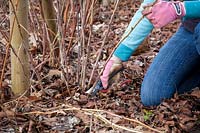 Pruning autumn fruiting Raspberries in winter. Cutting stems right back to the ground.