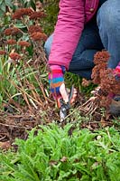 Cutting back sedums in spring. Removing old flowered stems, February