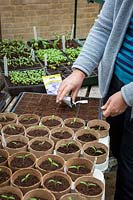 Sowing hardy annuals in module trays in a greenhouse. Agrostemma - Corncockle.