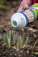 Protecting emerging shoots of hostas from slugs and snails with organic slug pellets, March