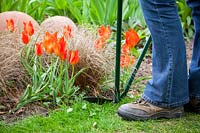 Clipping a lawn edge with long handled shears. April
