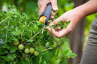 Pruning away new growth on gooseberries in summer to encourage better fruiting, June
