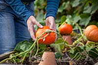Raising pumpkins off the ground with an upturned pot to prevent rot, September