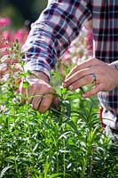 Taking stem cuttings from tender perennials - Penstemon. Collecting suitable material with a knife. September