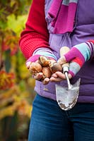 Hands holding tulip bulbs ready to plant in a border, November