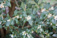 Lonicera fragrantissima - Honeysuckle, a deciduous or semi-evergreen shrub, at Bedgebury Pinetum. April. 