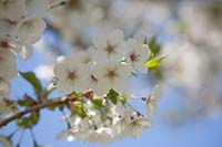 Blossoms of Prunus 'Umineko' - 'Snow Goose' Cherry, flowering in the National Pinetum at Bedgebury.