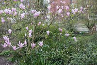 Magnolia 'Heaven Sent'  in Chelsea Physic Garden, London.