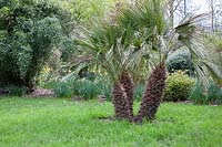Chamaerops humilis - Dwarf Fan Palm, near the Embankment boundary in Chelsea Physic Garden, London.