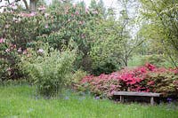 Woodland with flowering shrubs and English oaks - Quercus robur in High Beeches Garden.  Japanese azaleas, bamboo - Phyllostachys, camellias,  and long-established rhododendrons, naturalised English Bluebells, Scilla non-scripta or Hyacinthoides non-scripta.