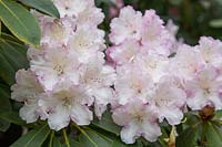 Unusual, pale pink Rhododendron x manglesii, one of many, historic rhododendrons introduced to High Beeches garden in the 19th-century.