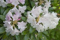 Rhododendron yakushimanum hybrid in Sandling Park garden.  The  plant's pink buds lighten to pure white.