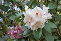 Rhododendron 'Virgina Richards', pink flowers fade to a peachy-white, as seen here in the garden at Sandling Park.