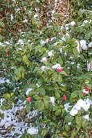 Light snowfall on Camellia williamsii in a Kent garden.