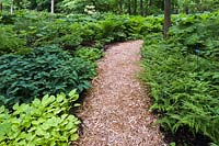 Mixed plantings including Hosta - Plaintain Lily, Pteridophyta - Fern plants in borders next to mulch footpath in late spring, Shade Garden, Domaine Joly-De Lotbiniere Estate Garden, Sainte-Croix, Chaudiere-Appalaches, Quebec, Canada