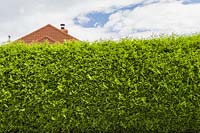 Thuja occidentalis - Cedar tree hedge and partial view of  terracotta asphalt shingles roof of residential home in summer, Quebec, Canada