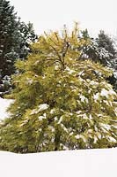 Pinus mugo - Mugo Pine tree in backyard country garden in winter, Les Jardins de la Vieille Mansarde garden, Quebec, Canada. 