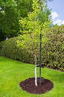 Pyrus-'Flemish Beauty' Pear tree recently planted with metal stake and protective plastic binding on trunk in backyard fenced off with trimmed Thuja occidentalis - Cedar hedge in late spring. Brown mulch added to protect against frost, Quebec, Canada. 