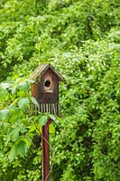 Wooden birdhouse on a stake and climbing Vitis - Vine in backyard garden in spring, Quebec, Canada. 